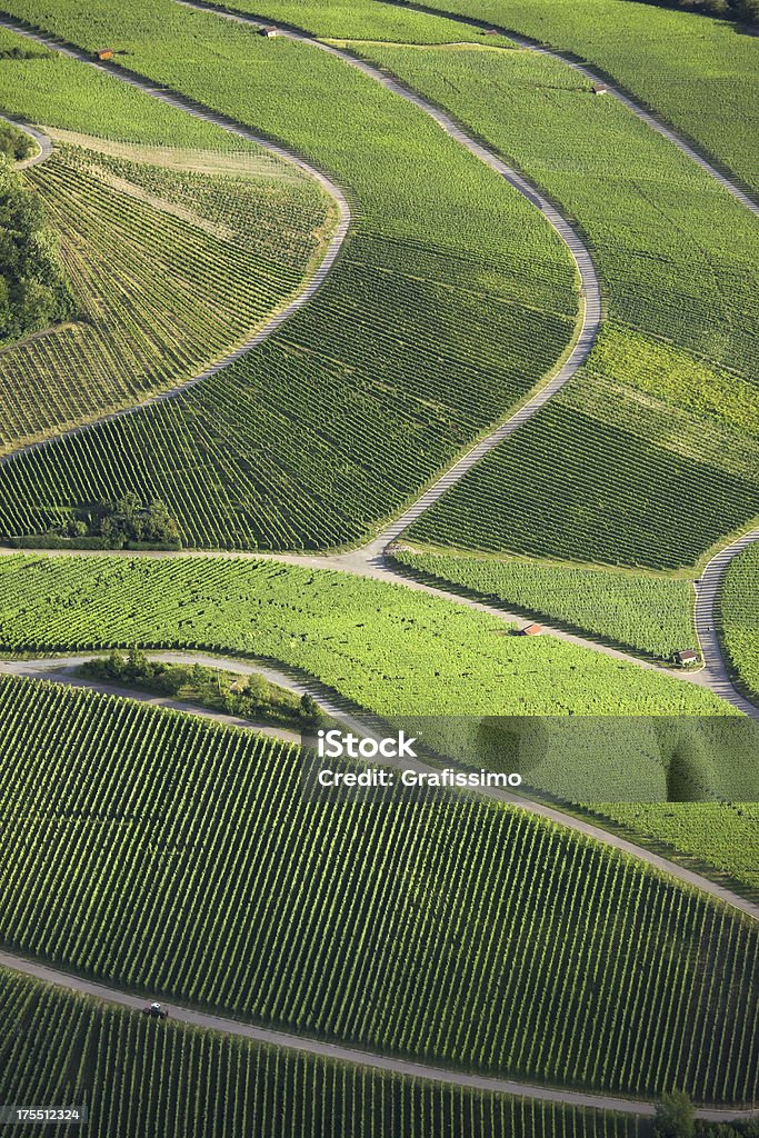 Aerial view of green vineyards with pathways  California Stock Photo