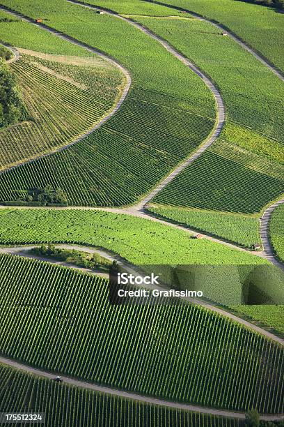Aerial View Of Green Vineyards With Pathways Stock Photo - Download Image Now - California, Vineyard, Aerial View