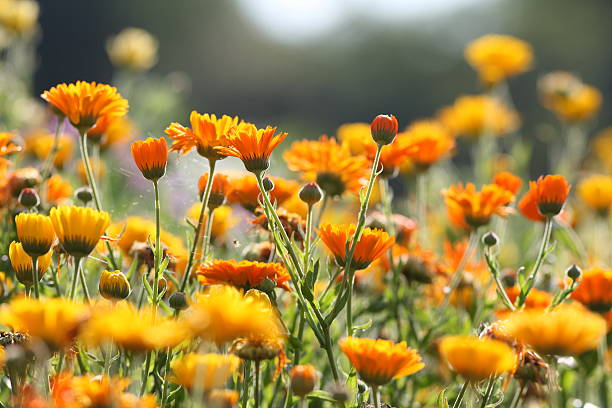 meadow with pot marigold - calendula officinalis meadow with colorful yeollow tagetes field marigold stock pictures, royalty-free photos & images