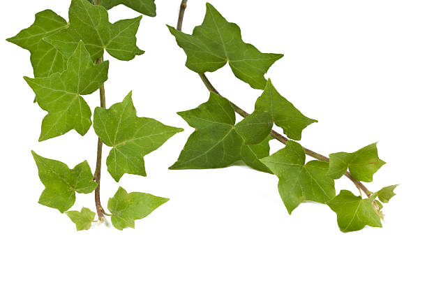 istock English Ivy vine 175512499