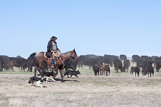 istock Cowboy Herding of Angus Cattle on Open Range 175512799