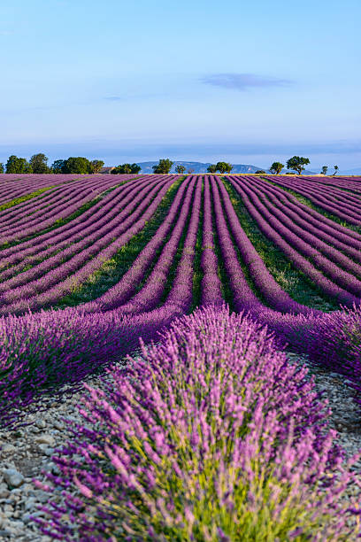 istock Lavender - Provence, France 175512814