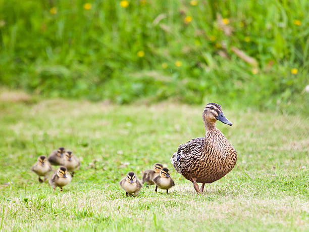 istock Mother Mallard with seven tiny ducklings 175512895
