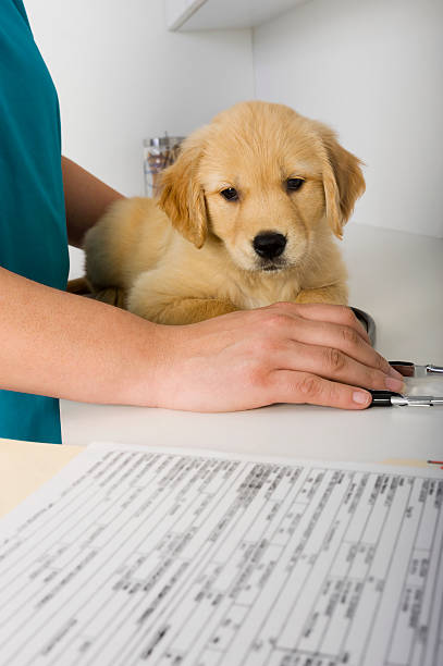 cachorrinho check-up - ishealth2012 health care industry medicine imagens e fotografias de stock