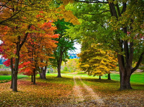 two-track path through autumn color - countryside - near Louisiana, Missouri