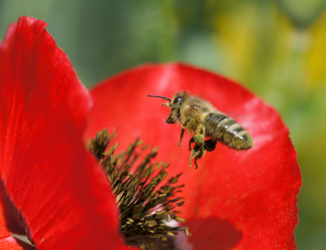 Bee at the fly to a poppy flower.Please see more similar pictures of my Portfolio.Thank you!