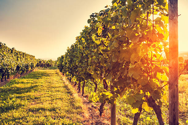 istock View of a vineyard during a summer evening 175513564