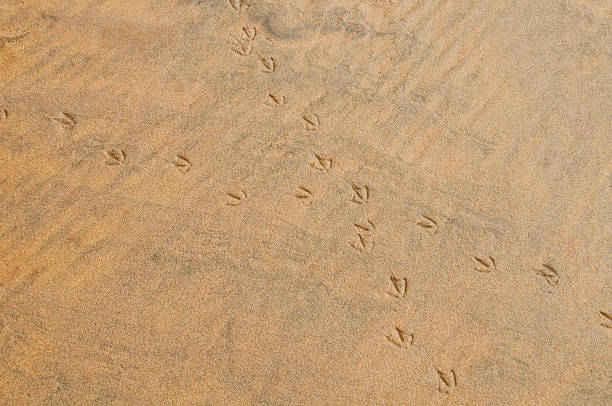 istock crossroad of bird paths on the sand 175513616