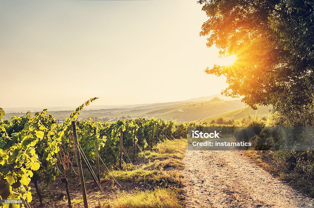 Summer evening vineyard Evening mood in the Rheingau. Toned picture. Summer Stock Photo