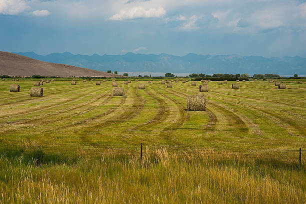 istock Field of Baled Hay 175513894
