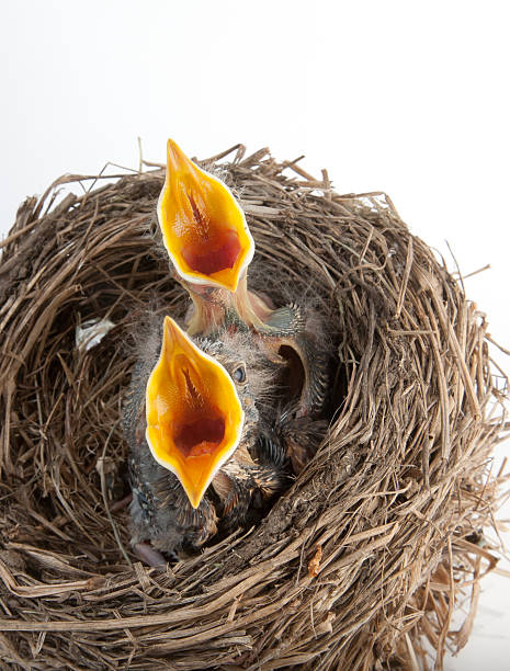 istock Baby birds hungry for dinner 175514085
