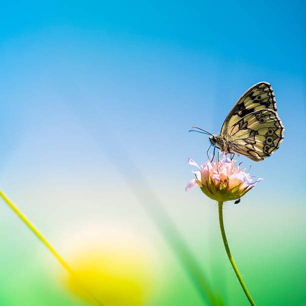 istock Marbled White butterfly pollinating flower 175514272