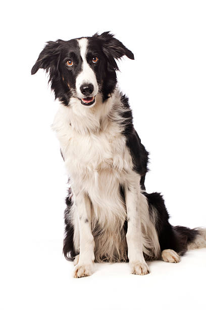istock Portrait of a Border Collie 175514385