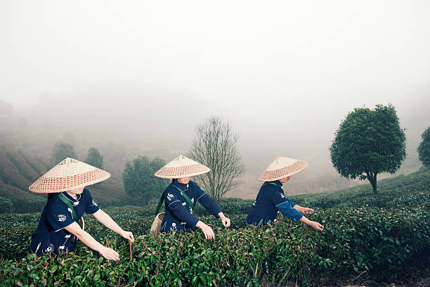 Traditional tea pickers working in tea terraces in Yang Shuo, China.