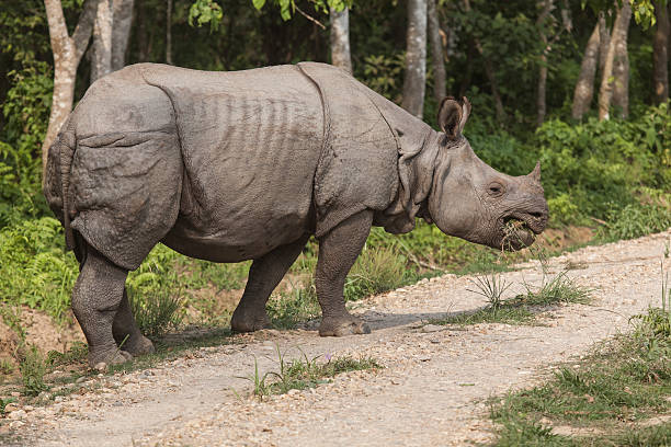 istock Indian Rhino in Chitwan 175514656