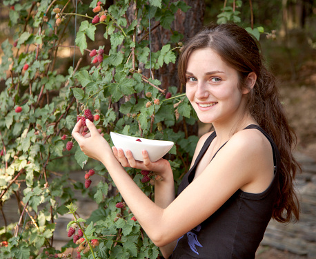 Young woman picking blackberries - tayberries. Tayberry is hybrid between raspberry and blackberry.