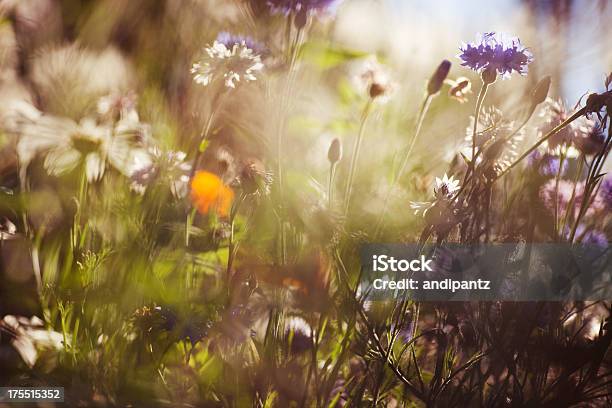 Bunte Sommer Blumen Stockfoto und mehr Bilder von Blume - Blume, Blumenbeet, Extreme Nahaufnahme