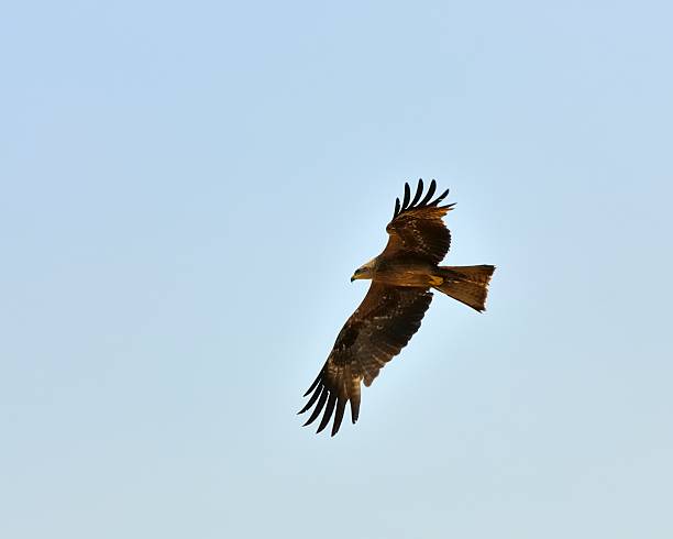 istock Black Kite, Milvus migrans, In Mumbai 175515387