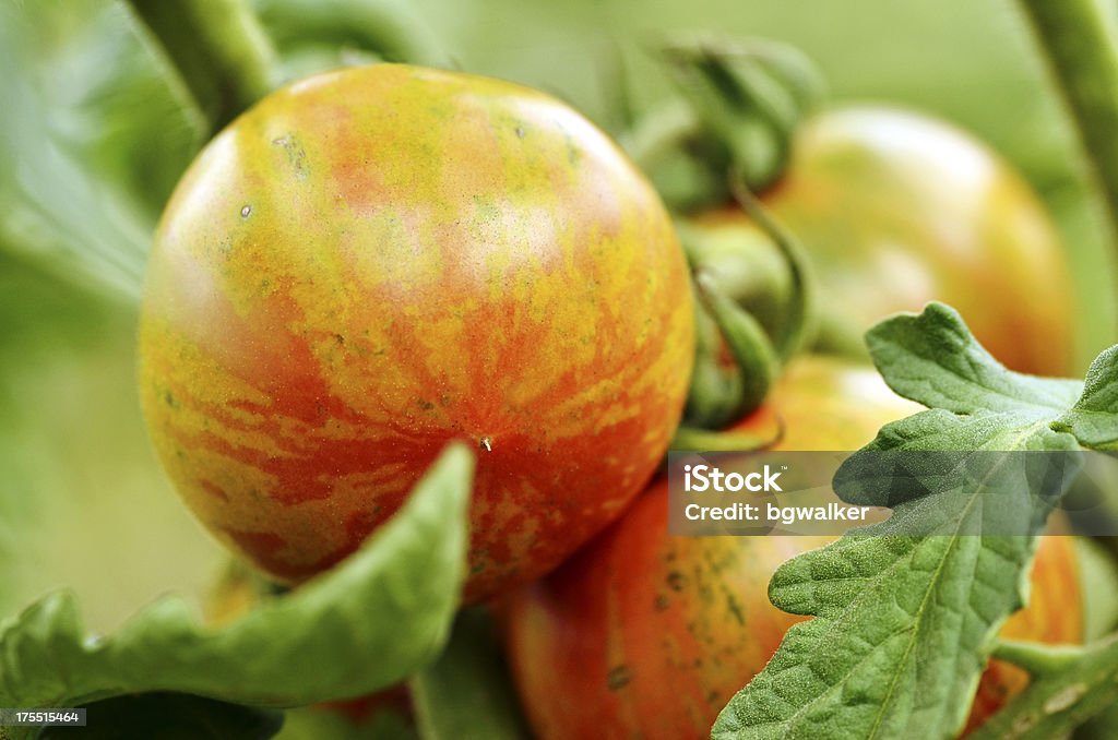 Sommer letzten Tomaten - Lizenzfrei Bildhintergrund Stock-Foto