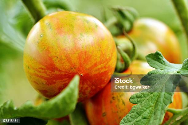 Sommer Letzten Tomaten Stockfoto und mehr Bilder von Bildhintergrund - Bildhintergrund, Blatt - Pflanzenbestandteile, Bunt - Farbton