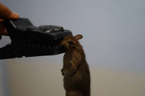 Captured Mouse Mouse Live Trap Stock Photo 189652106
