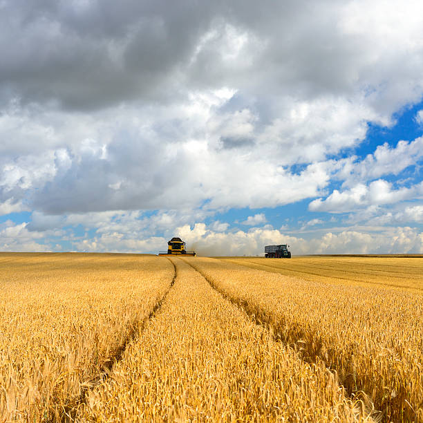Combine Harvester Cutting Barley in Summer Field during Harvest