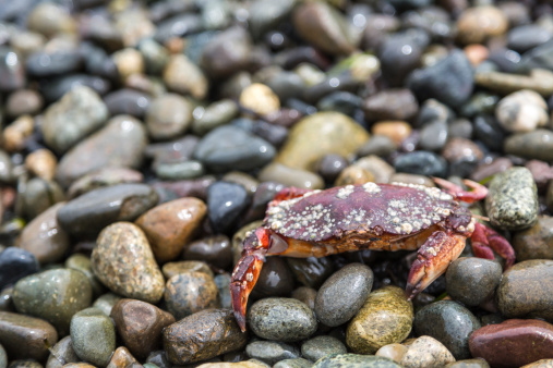 A Red Rock Crab covered in barnacles sets on a rock covered shore. The crab is small (~4 inches) and is common on Puget Sound Washington shores.