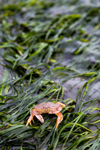 A Red Rock Crab sets on an Eel grass covered shore. The crab is small (~4 inches) and is common on Puget Sound Washington shores.