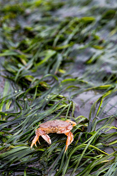Red Rock Crab on an Eel Grass Covered Beach stock photo