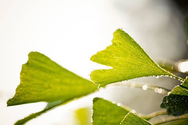 ginkgo biloba (miłorząb japoński) - drop defocused focus on foreground herbal medicine zdjęcia i obrazy z banku zdjęć