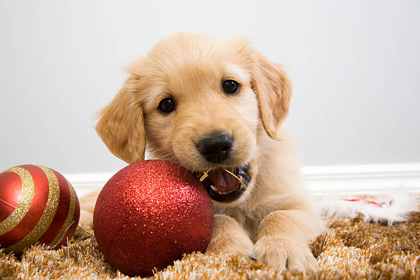Puppy Christmas Chew