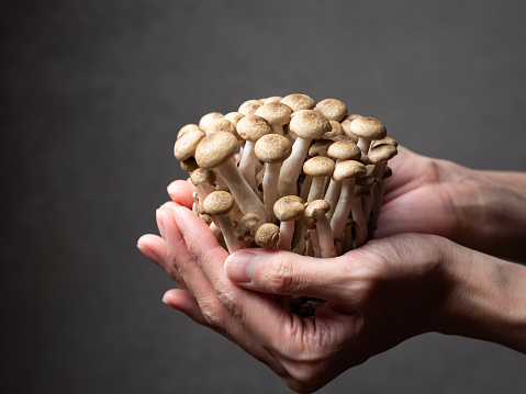 hand holding mushrooms, Beech mushroom