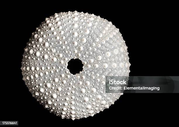 Marine Biology Dried Sea Urchin Isolated On Black Stock Photo - Download Image Now - Circle, Black Background, Fossil