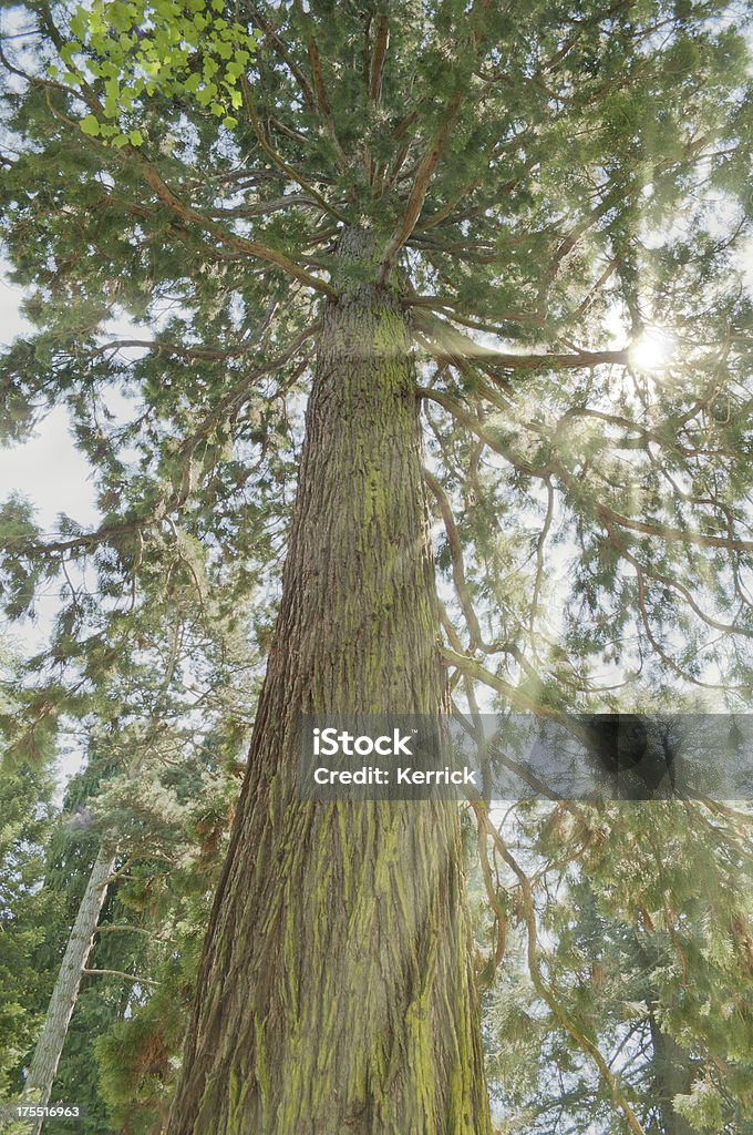 Sehen Sie sich ein Sequoia Tree - Lizenzfrei Alt Stock-Foto