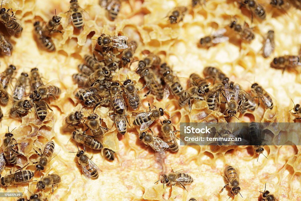 Abeilles - Photo de Abeille libre de droits