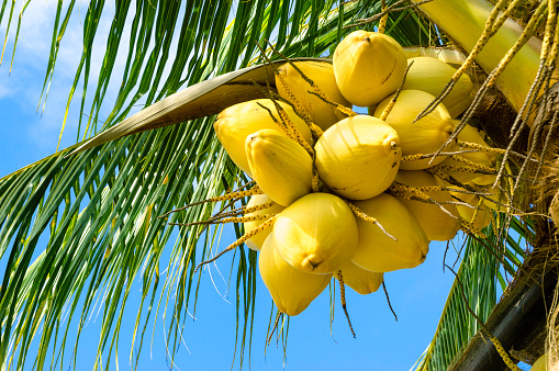 Golden nuts of a garden coconut tree specie.