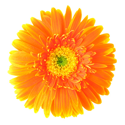 Gerbera daisy flower