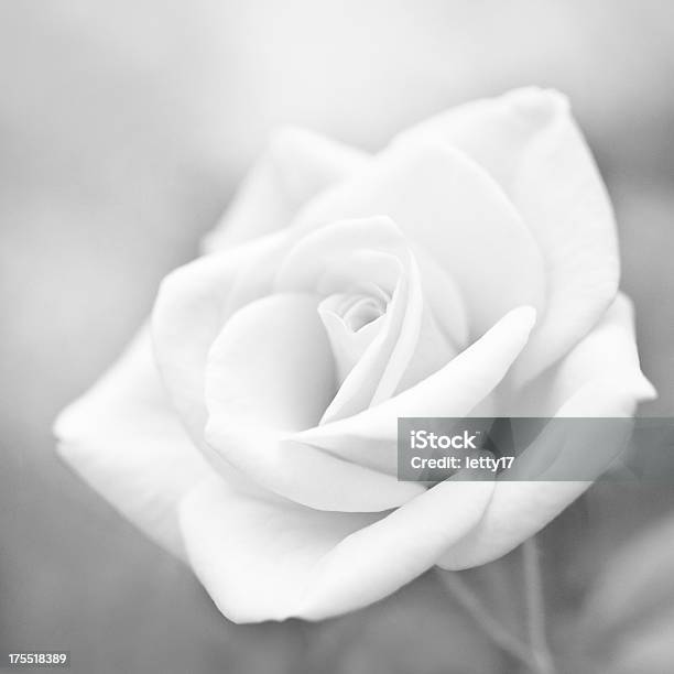 Foto de Rosa Flor Macro e mais fotos de stock de Rosa - Flor - Rosa - Flor, Preto e branco, Branco