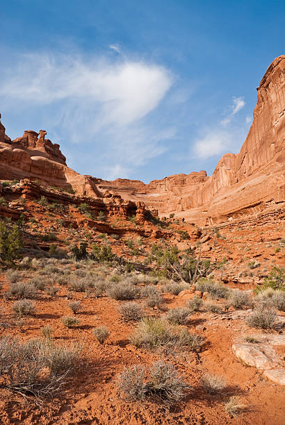 istock Desert Vegetation in Park Avenue Canyon 175518434