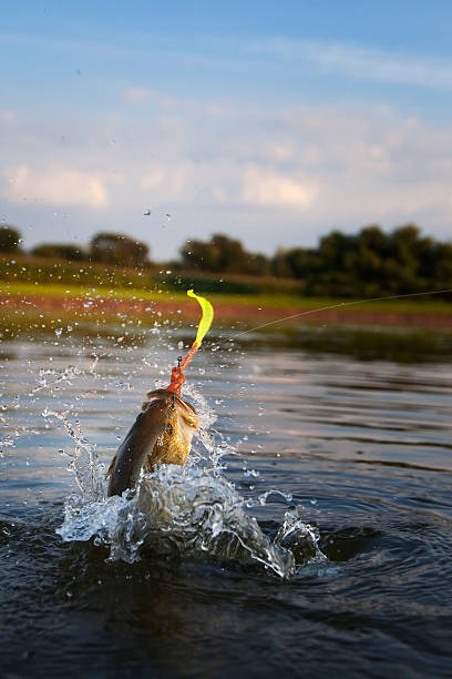 forellenbarsch jumping - fishing worm stock-fotos und bilder