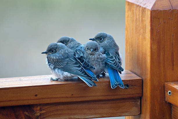 Quatro bebê pássaros azuis huddled juntos para proporcionar aquecimento e companhia - foto de acervo