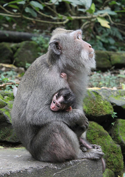 istock Mother monkey with her baby 175518614