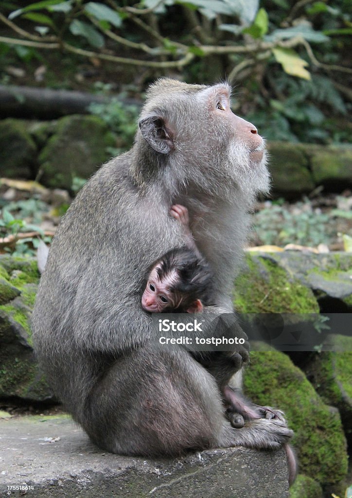 Matka małpa z jej baby - Zbiór zdjęć royalty-free (Bali)