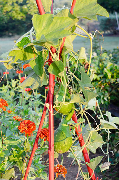 istock Gourds growing on a trellis 175518637