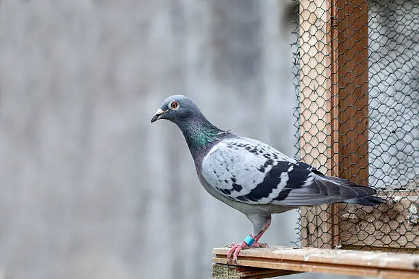 "Blue-check homing pigeon, also known as a racing pigeon or racing homer..."