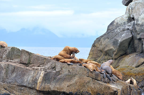 Steller Sea Lions, Alaska "Colony of sea lions in Kenai Fjords National Park, Alaska.Classified as endangered." seward alaska stock pictures, royalty-free photos & images