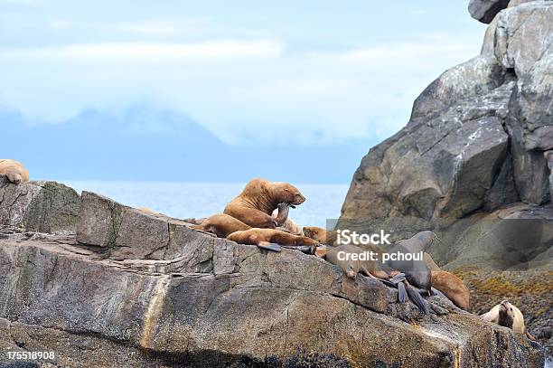 Steller Sea Lions Alaska Stock Photo - Download Image Now - Alaska - US State, Resurrection Bay, Seward - Alaska