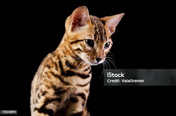 Photo libre de droit de Bengale Et Chaton Regarder Loin Et Vers Le Bas banque d'images et plus d'images libres de droit de Chaton - Chaton, Fond noir, À rayures