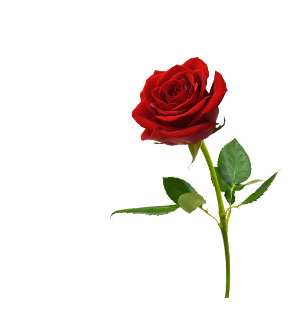 istock Bunch of rosy roses isolated on white 1755189784