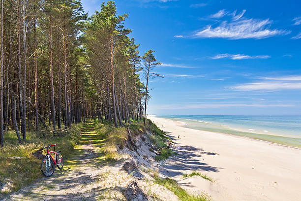 Path at the seashore, Baltic sea Summer scene with path in the forest at the seashore, Łeba, Baltic Sea, Poland baltic sea stock pictures, royalty-free photos & images